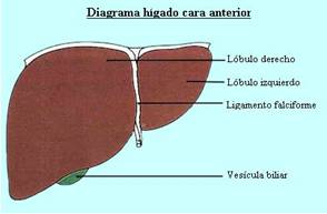 Higado 1 